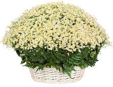 Цветочная композиция из Ромашки в корзине #REPLACE_PRED# Марков Лес